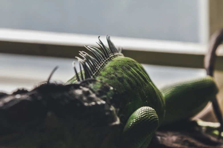 the green plants grow next to each other