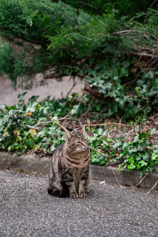 a tabby cat is sitting on the pavement and watching