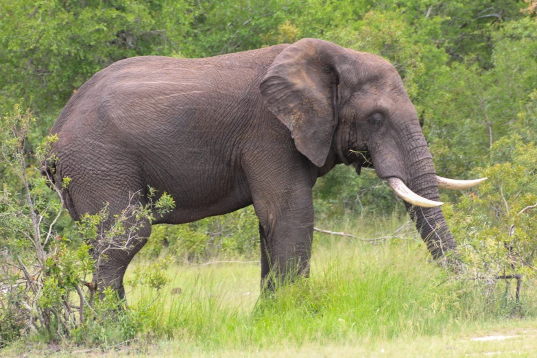 a large elephant standing next to a lush green forest