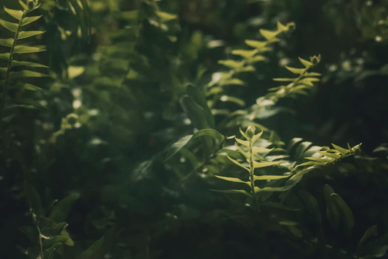 blurry image of leaves and other foliage in green