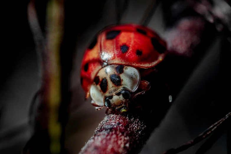 a red and black bug on top of a plant