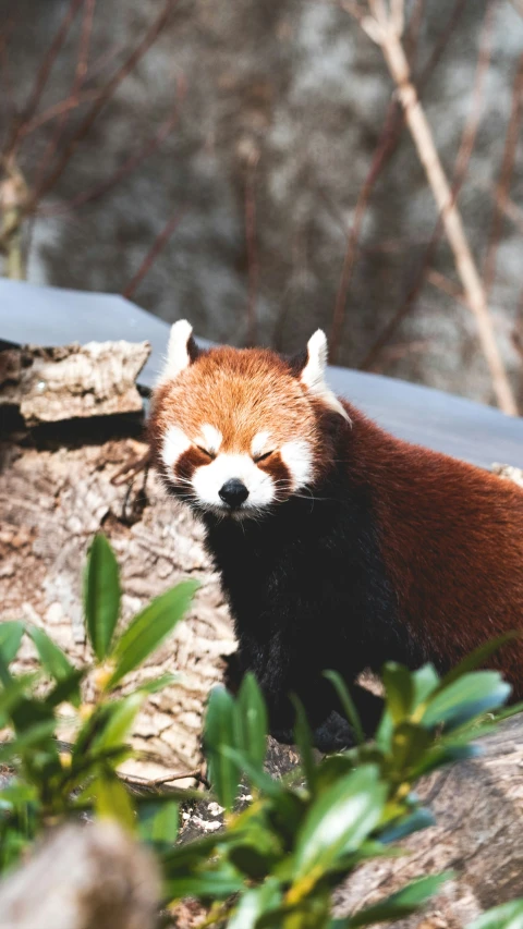 a red panda laying on a tree stump