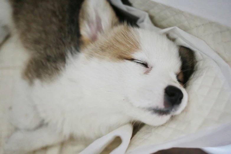 an adorable little dog curled up under a blanket