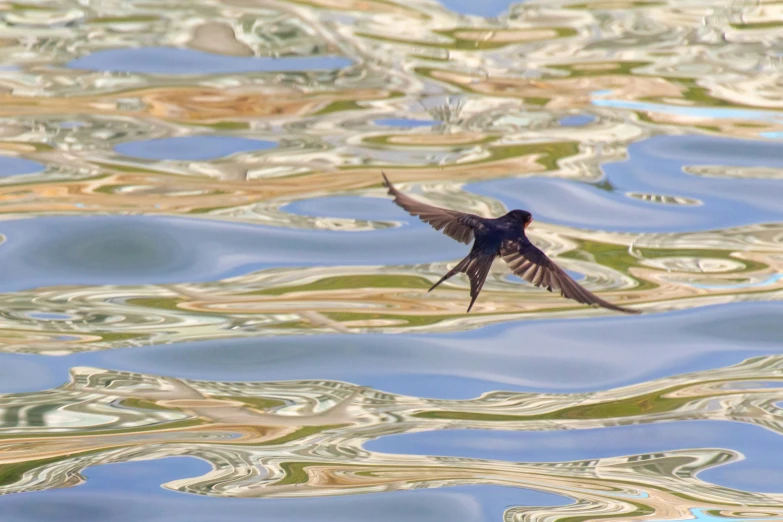 a bird flying over water next to colorful land