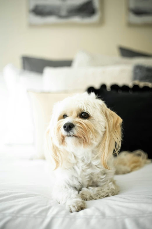 a close up of a dog on a bed