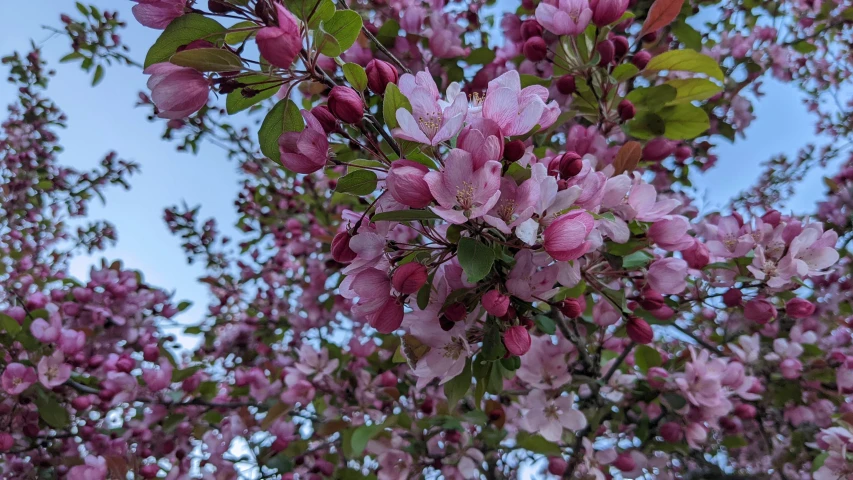 some pretty pink flowers against the sky