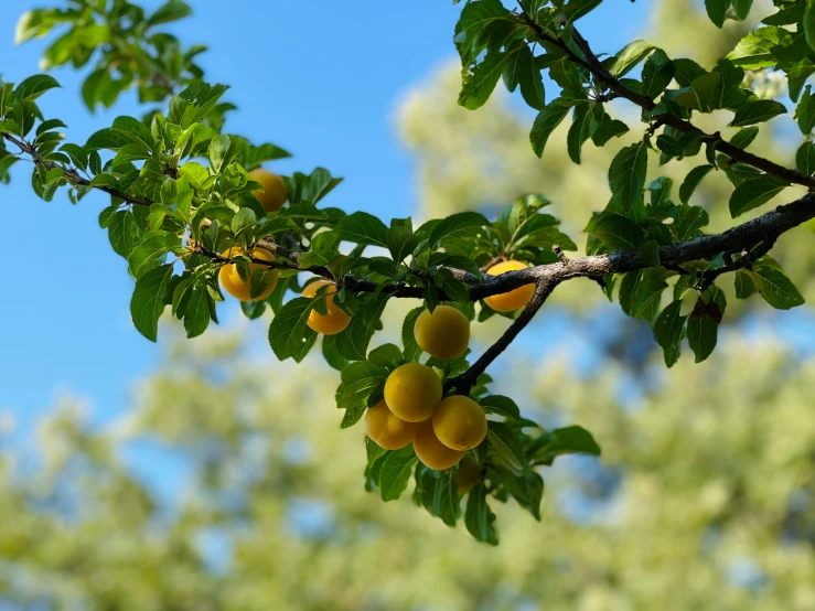 a tree with fruit growing on it and the sky in the background