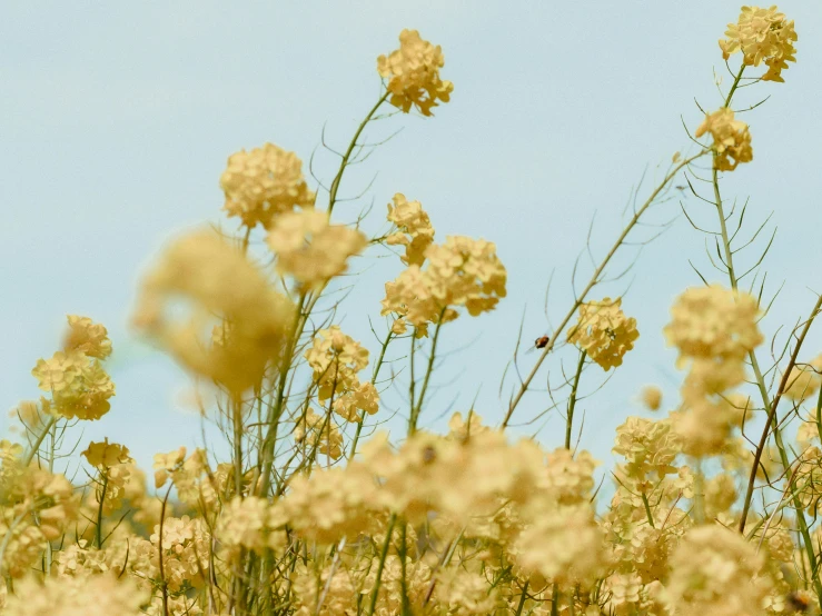 there is a bird sitting on the tall flower