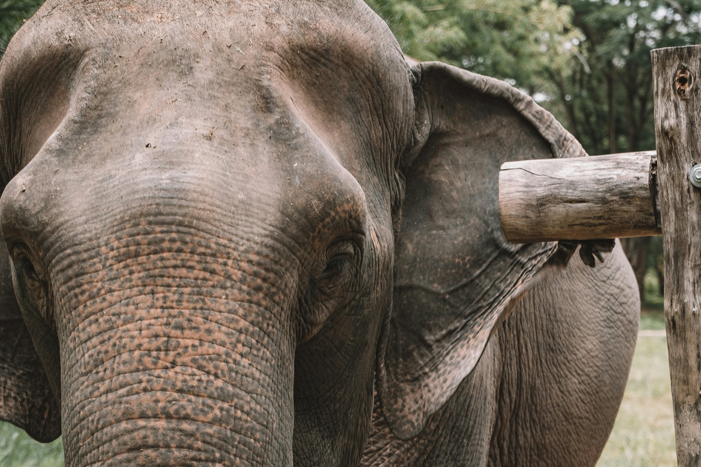 an elephant in a field with trees in the background