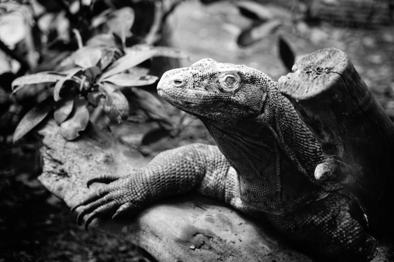 the iguant is posed on the log by the plant