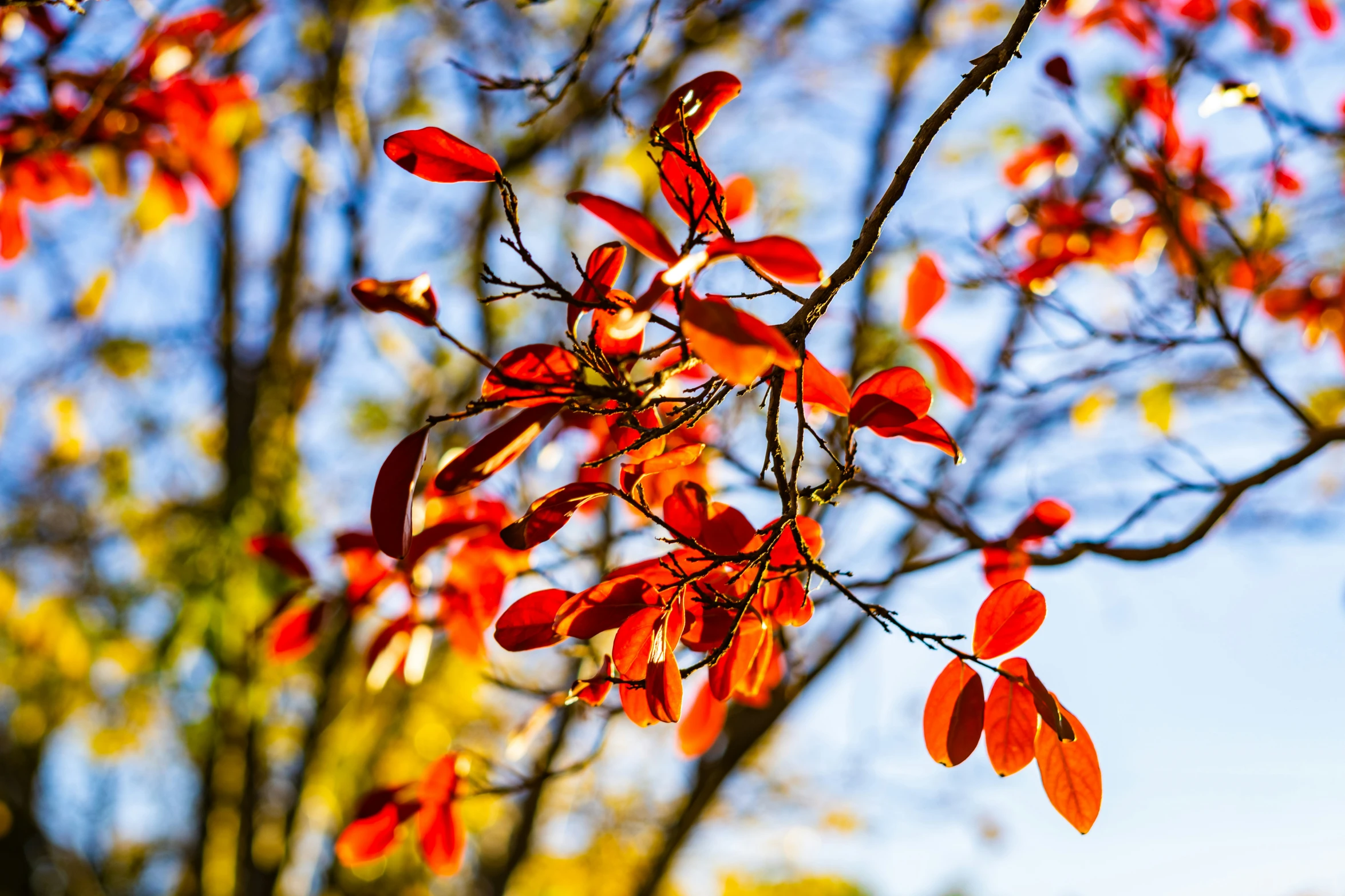 a tree with bright red leaves and green leaves