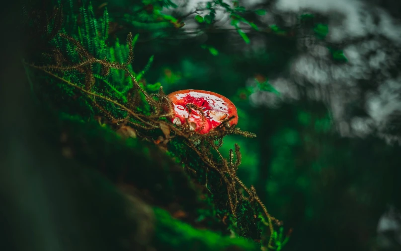 the mushroom is sitting on the nch of a tree