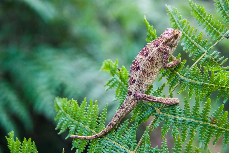 a small lizard walking on a lush green plant