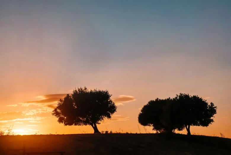 two trees silhouetted against the sunset on a hill