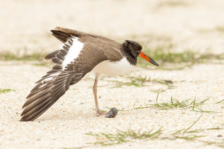 small brown white and black bird standing on the sand