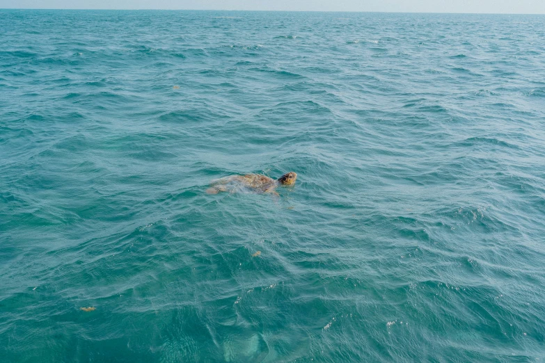 a person is swimming in the ocean