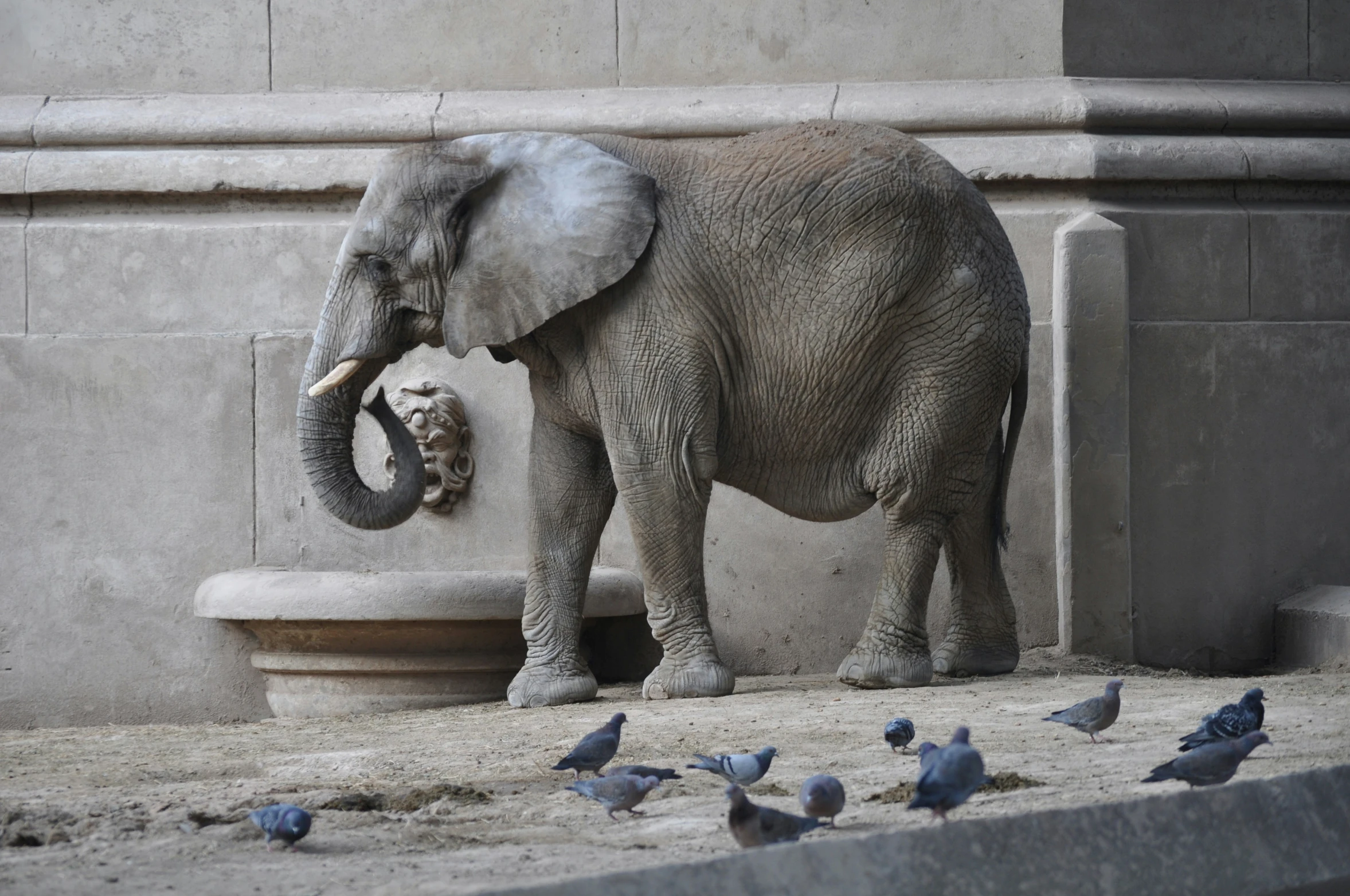 an elephant and baby elephant eating some food