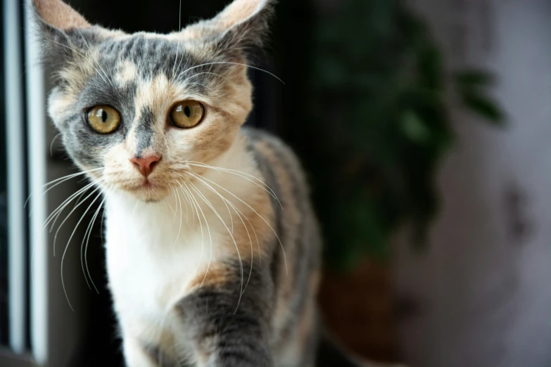 a cat walking next to a window in a house