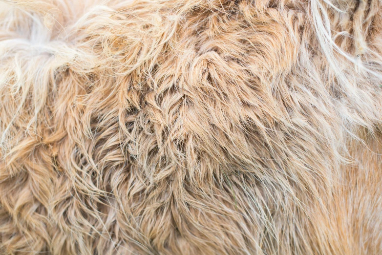 a gy animal is pictured in this closeup po