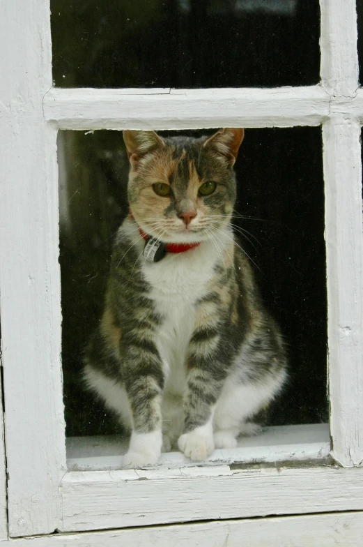 a black, brown and white cat sitting in a window