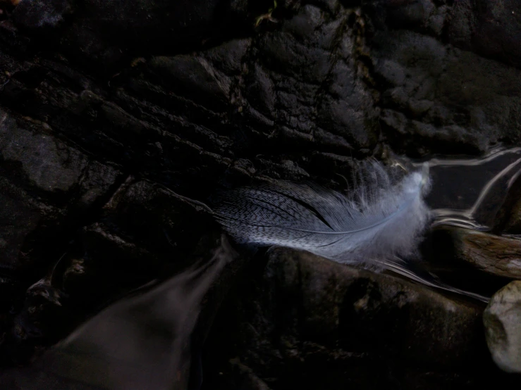 a bunch of blue feathers sit on top of some rocks