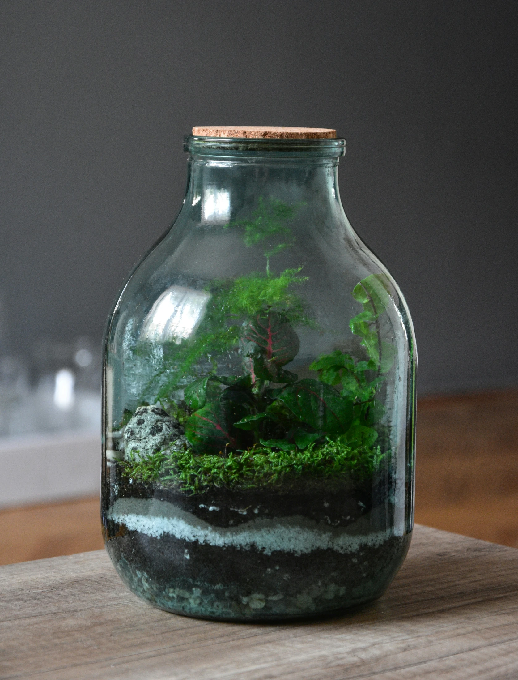 a glass jar that has an mossy plant inside of it