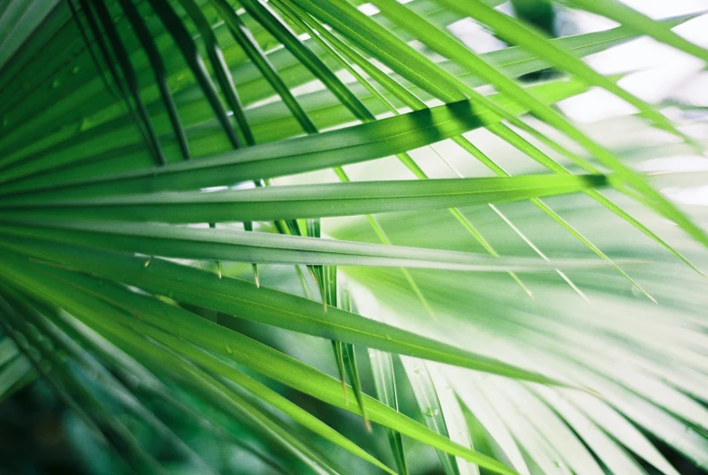 closeup of a green leaf that is in motion