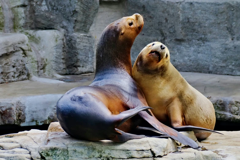 two sea lions sitting together on rocks