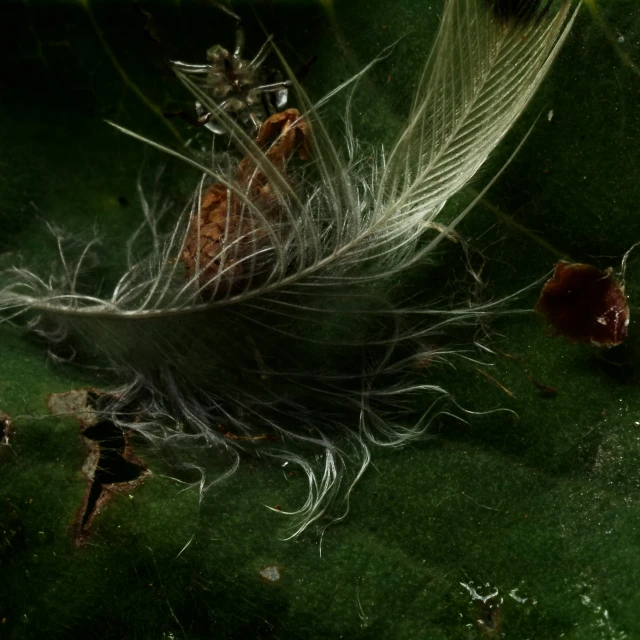 a white feather and a brown and green bug on grass