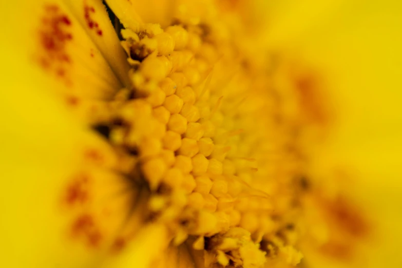 the petals of a yellow flower that are wilted