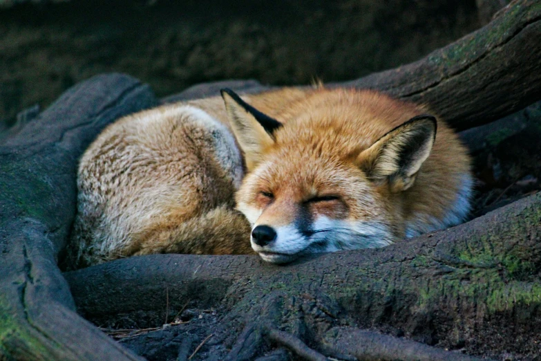 a fox is sleeping on a boulder near trees
