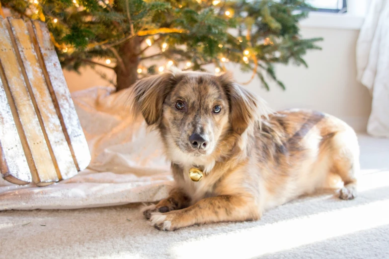 a brown dog is laying on the carpet by the christmas tree