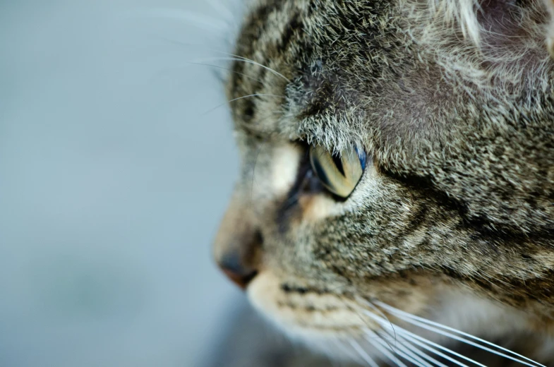 a grey cat is staring straight ahead