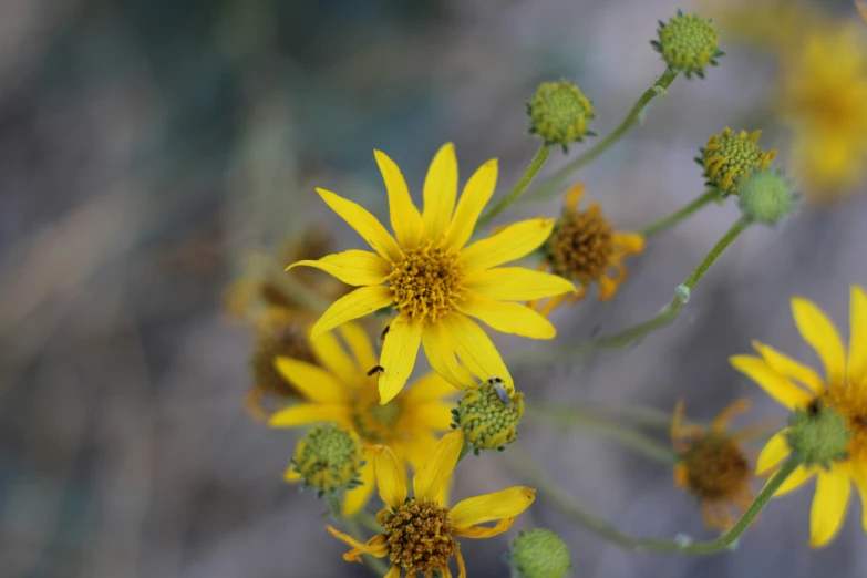 the yellow flowers are blooming in the open field