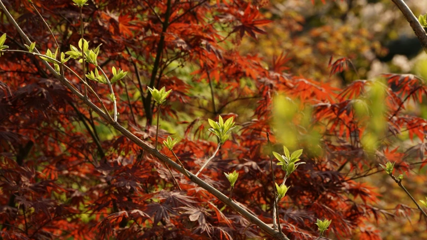 small green leaves and red leaves on the nches