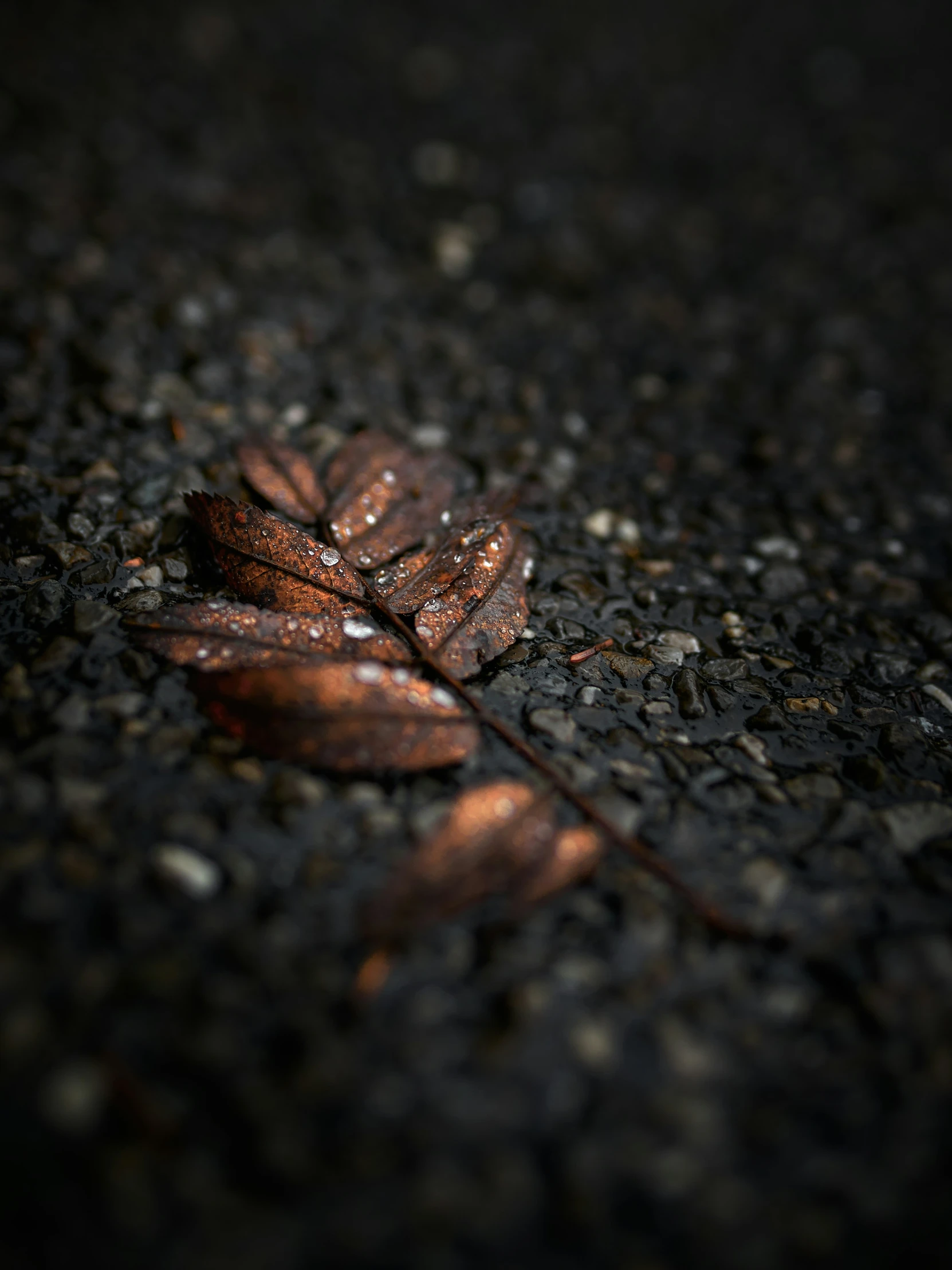 a close up po of a leaf on the ground