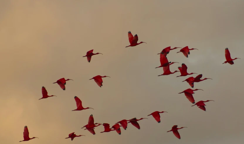 a flock of red birds flying in the sky