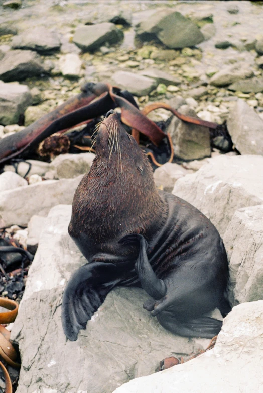 the seal is looking up from rocks and debris