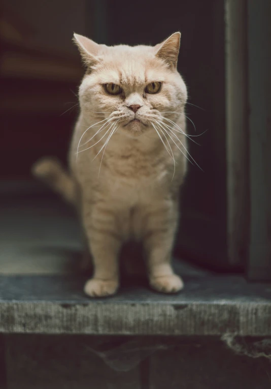 a cat sitting on top of an old door