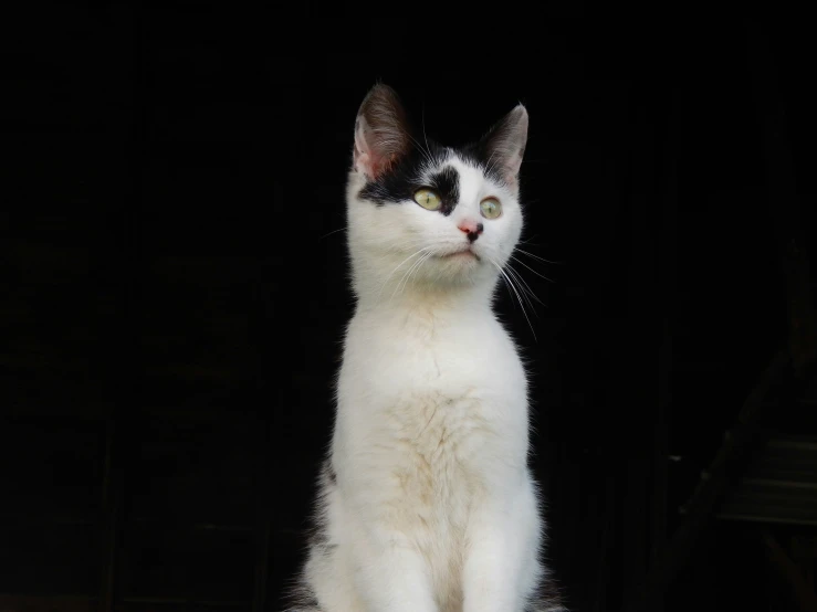 a black and white cat sitting on top of a piece of wood