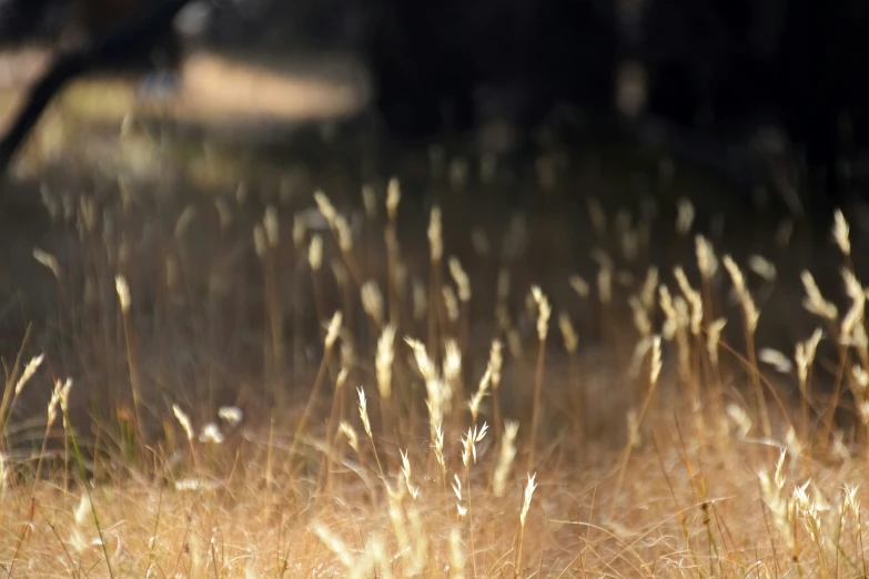 the blurry po shows some grass growing in the sun