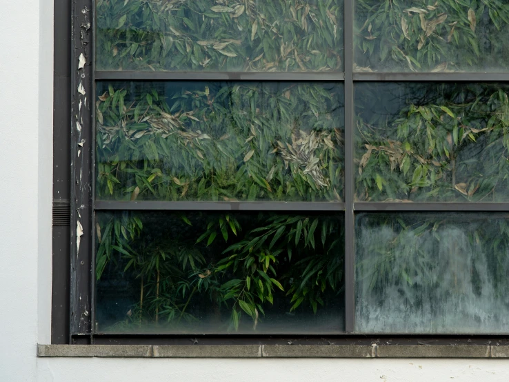 a window is covered with some bushes outside