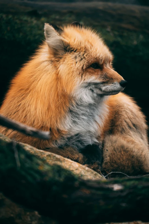 a fox sits on a rock looking intently