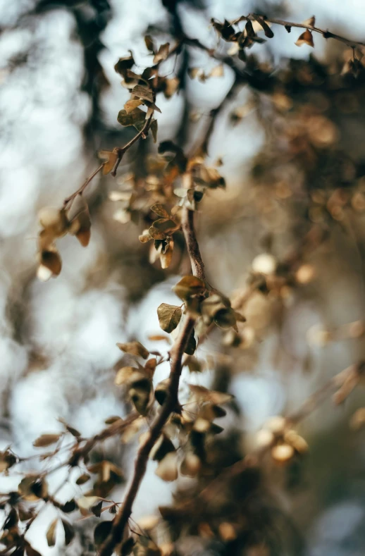 a blurry pograph of leaves on a tree