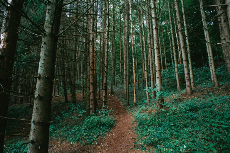 a path through a dense green forest with sp leaves