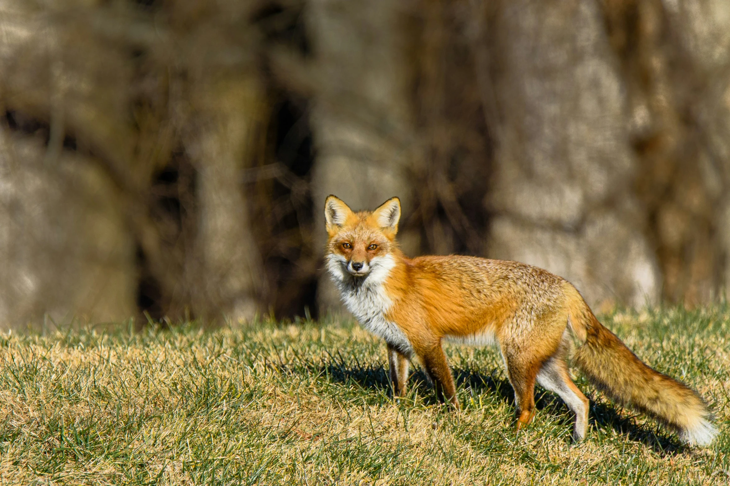 a young fox looks back at the camera