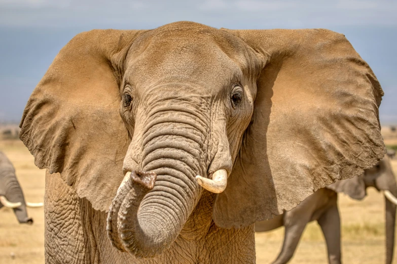 an elephant with tusks is posing for the camera