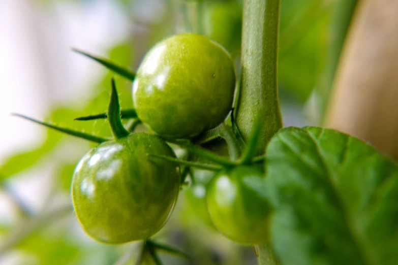 some green tomatoes growing on the stem of a plant
