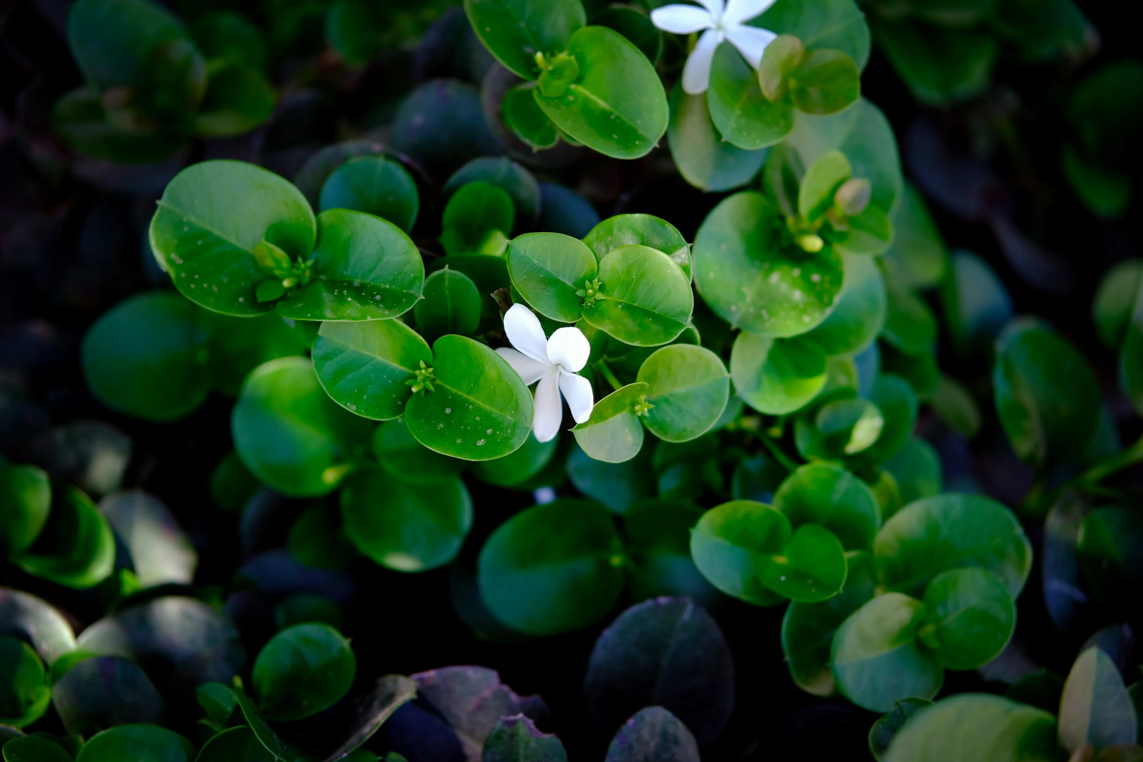 flowers on the nches and green leaves of a plant