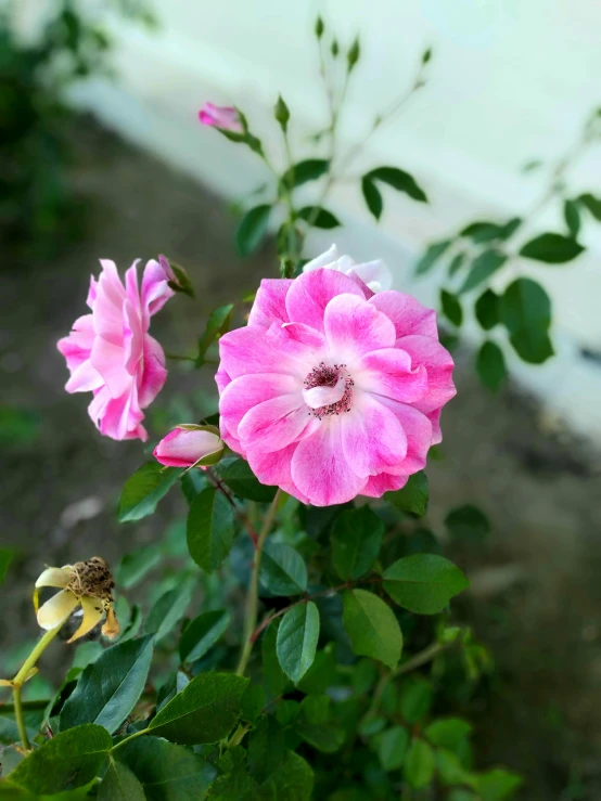 some pink flowers that are on a bush